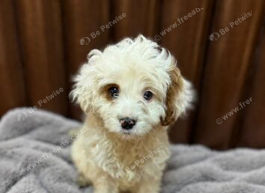 Cavapoo puppy