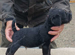 TOP QUALITY FELL TERRIER PUP