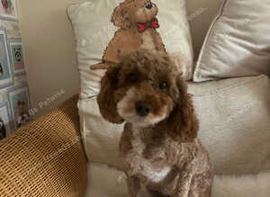 Girl poodle needs a new home
