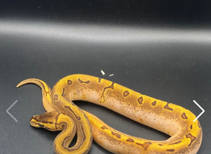 Enchi Pinstripe (Stinger Blast) Calico Ball Python