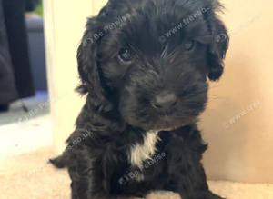 Cockapoo puppies Ready beginning Nov