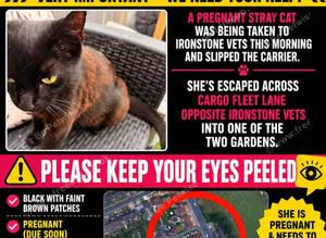 Missing cat TS3 Middlesbrough
