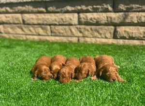 Cockapoo puppies