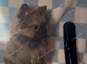 Pomeranian puppies