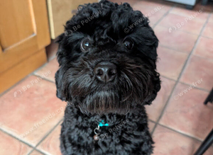 Cockapoo pup for sale