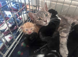 Beautiful loving kittens