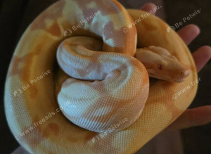 11 month old. Sunglow Boa constrictor Imperator