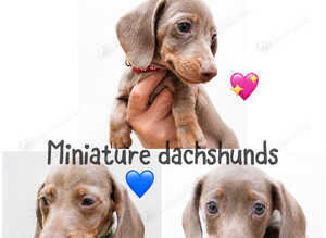 Miniature dachshunds health clear