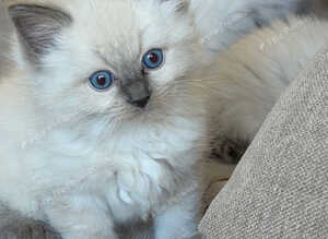 Amazing blue point kittens for sale