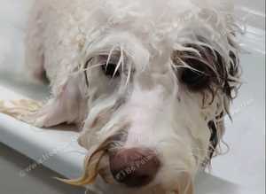 Dog & cat grooming