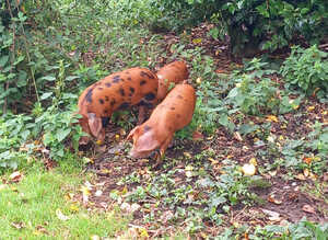 8wk old Pure Oxford Sandy Black pigs M&F
