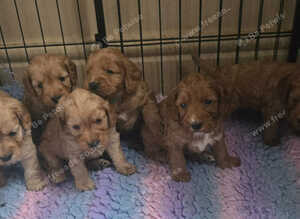 6 Gorgeous Cockerpoo Puppies