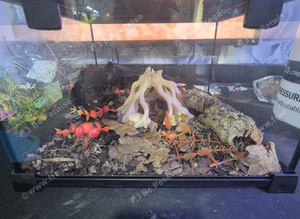 Scorpion with enclosure