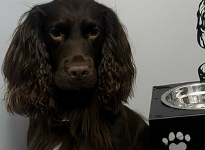 Cocker spaniel for stud