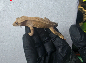 Crested geckos
