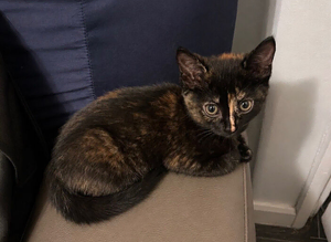 Kittens