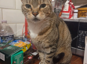 Lovely female tabby cat