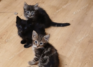 4 kittens