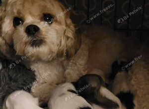 Beautiful boy shih poos