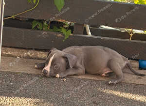 Micro bullies Ready to go