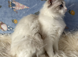 Two Sister TICA Registered Female Ragdoll