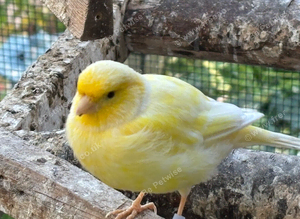 Canaries
