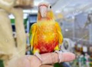Baby Pineapple conure hand reared available,12