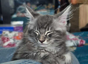 Beautiful Maine Coon boy