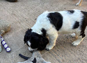 F1 Sprocker pups