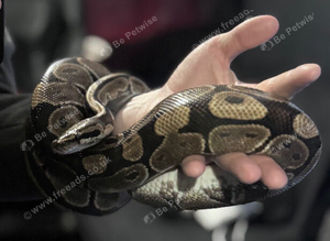 Female Royal Ball Python + Full Enclosure Setup