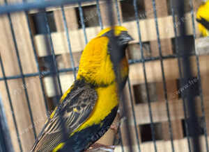 napoleon weaver finches