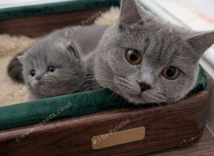 kittens for sale