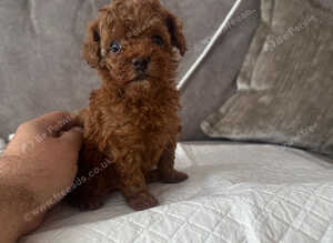 Kc registered deep red toy poodle 1 male left