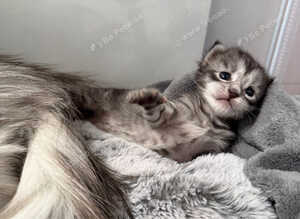 Mainecoon