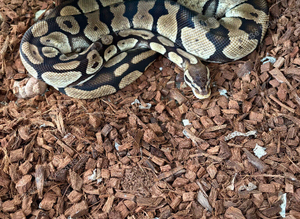 Various morphs
