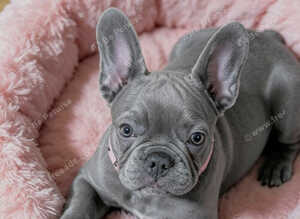 Blue Frenchie female