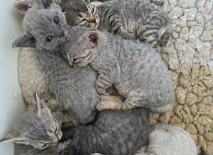 Pedigree TICA Devon Rex Kittens