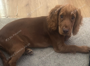 Cocker spaniel