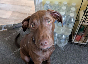 Rhodesian ridgeback mixed with Coco spaniel