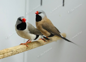 Long-tailed Finches