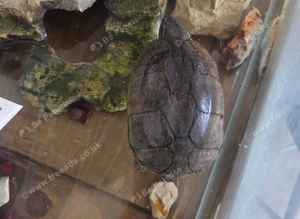 turtle and setup