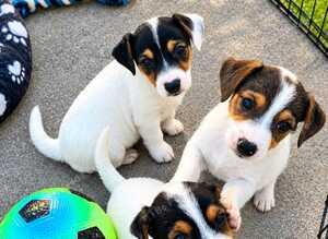 Jack Russell puppies for sale
