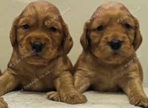Cocker spaniel pups