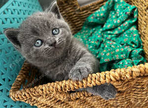 British Shorthair kittens
