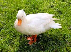 3 white call duck drakes