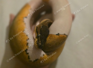 OD Pinstripe Pied 66% Het Sunset 50% Het Albino