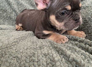 Beautiful Frenchie Pups