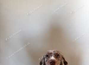 Beautiful Cocker Spaniel Available for Stud
