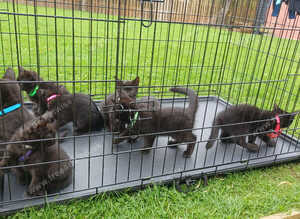 8 British Shorthair Kittens For Sale