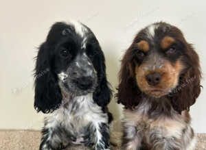 Kc registered show type spaniels
